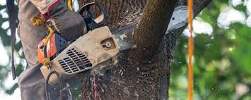 Best Tree Maintenance Programs  in Oconto Falls, WI