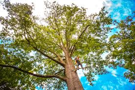 Best Soil Testing and Treatment  in Oconto Falls, WI