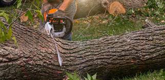 Best Hedge Trimming  in Oconto Falls, WI