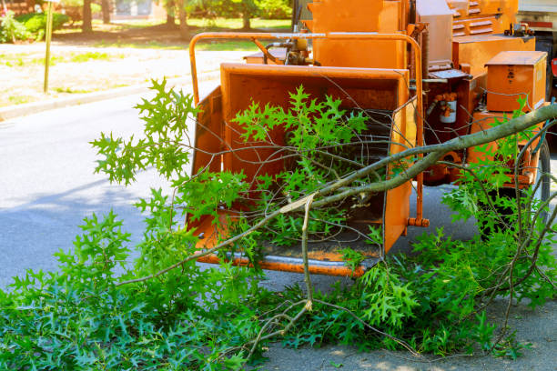 Best Lawn Mowing  in Oconto Falls, WI
