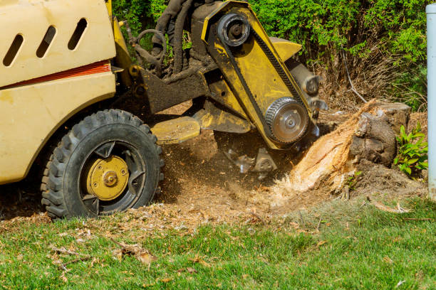Best Firewood Processing and Delivery  in Oconto Falls, WI