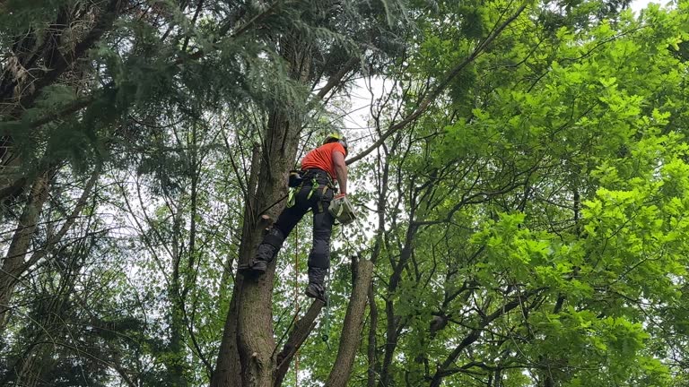 Best Tree Disease Treatment  in Oconto Falls, WI