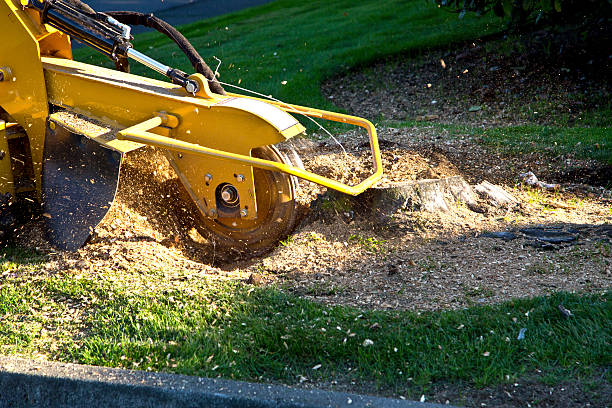 Best Tree Health Inspection  in Oconto Falls, WI