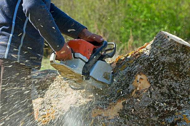 Best Tree Preservation Services  in Oconto Falls, WI