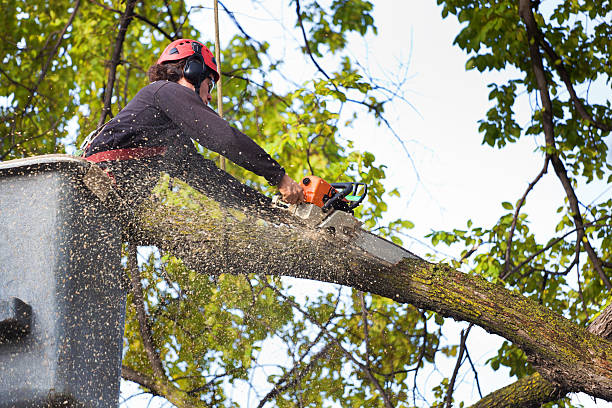 Best Tree Cabling and Bracing  in Oconto Falls, WI